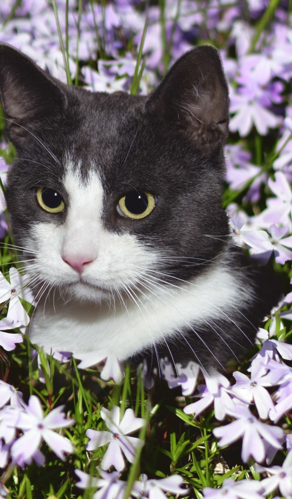 Красивый кот сидит в цветах 