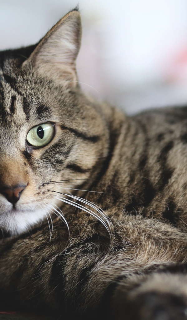 Красивый серый кот лежит на полу