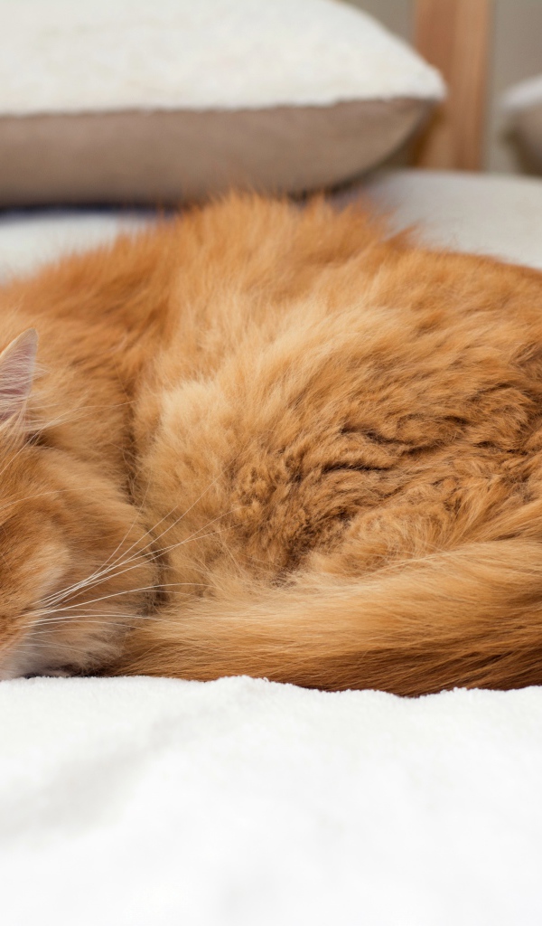 Красивый рыжий кот спит на кровати 