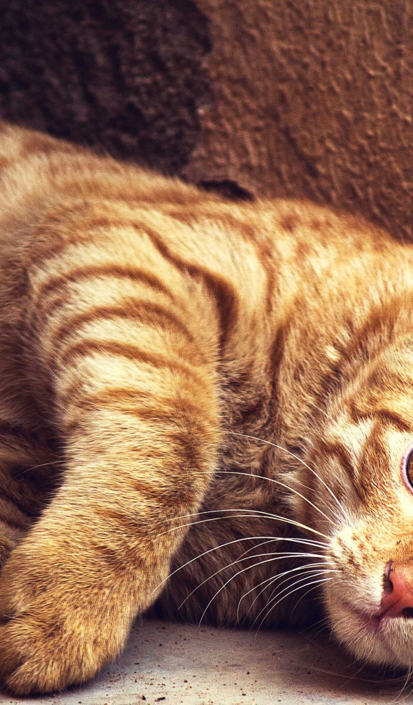 Красивый рыжий кот лежит у стены 