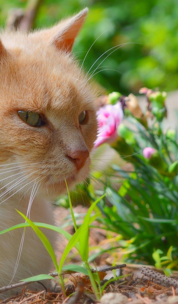Красивый рыжий кот сидит на фоне цветов