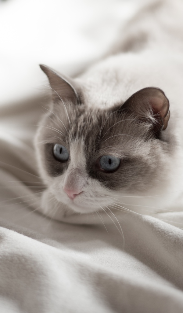 Красивый породистый голубоглазый кот лежит на белом покрывале