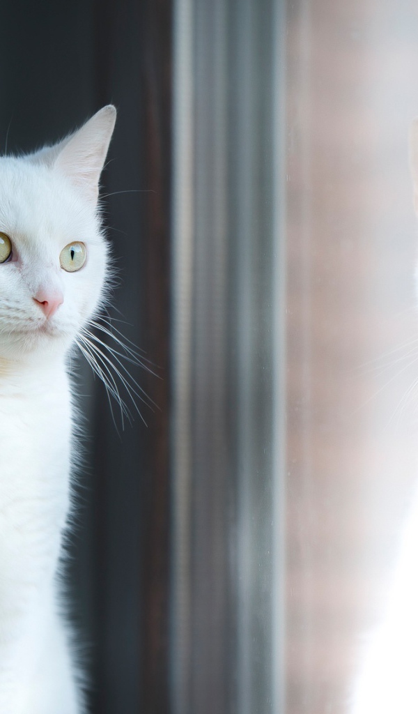 Красивый белый кот отражается в окне 