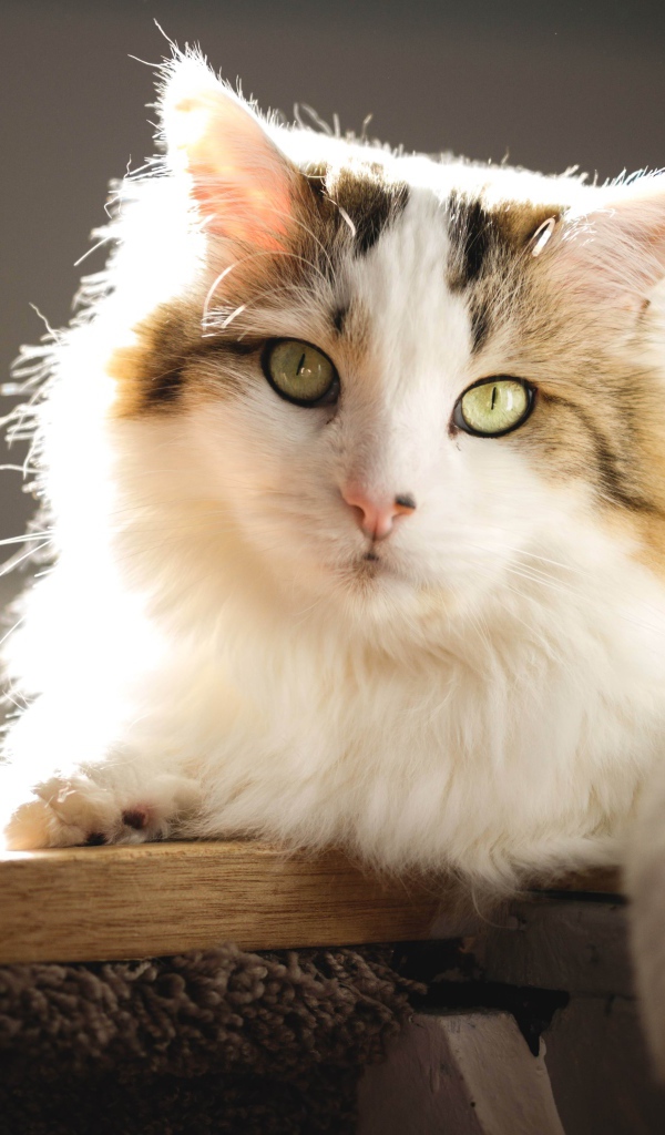 Большой красивый кот лежит на подоконнике в лучах солнца