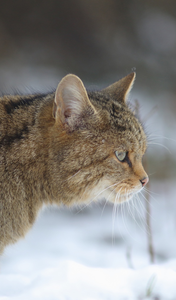 Большой серый кот идет по белому снегу