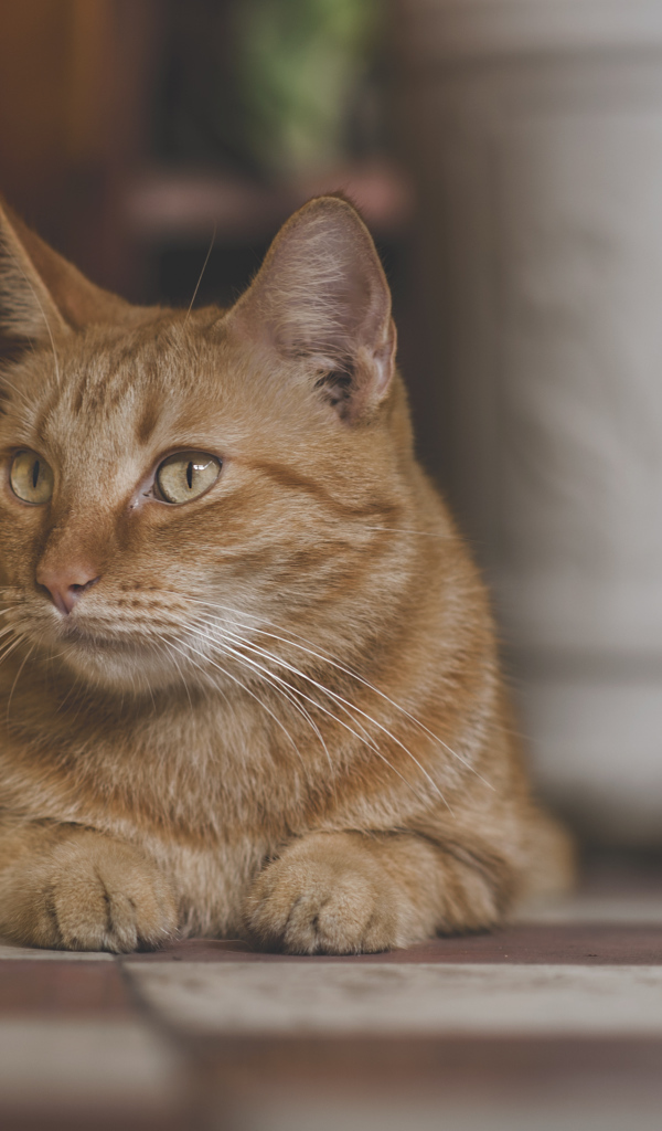 Большой рыжий кот лежит под стулом