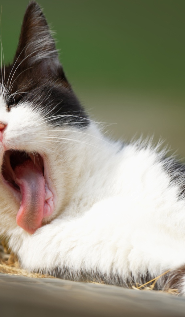 Черно белый зевающий кот лежит на земле