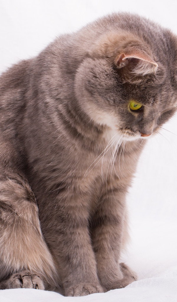 Кошка смотрит на игрушку на веревке на сером фоне