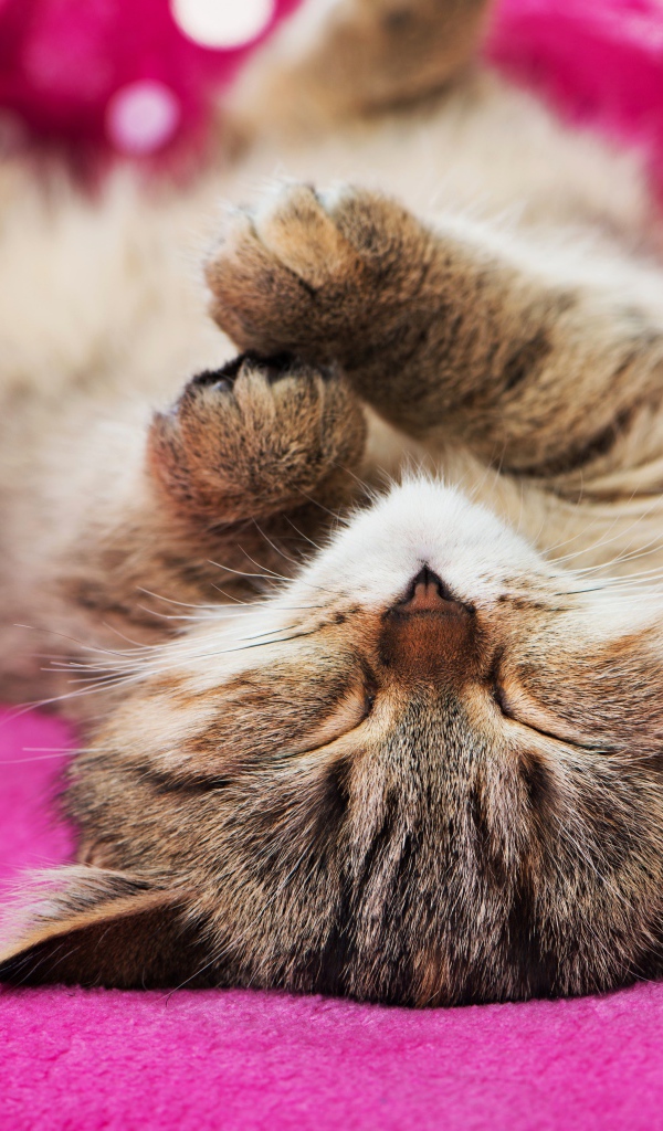 Милый серый котенок спит на розовом покрывале