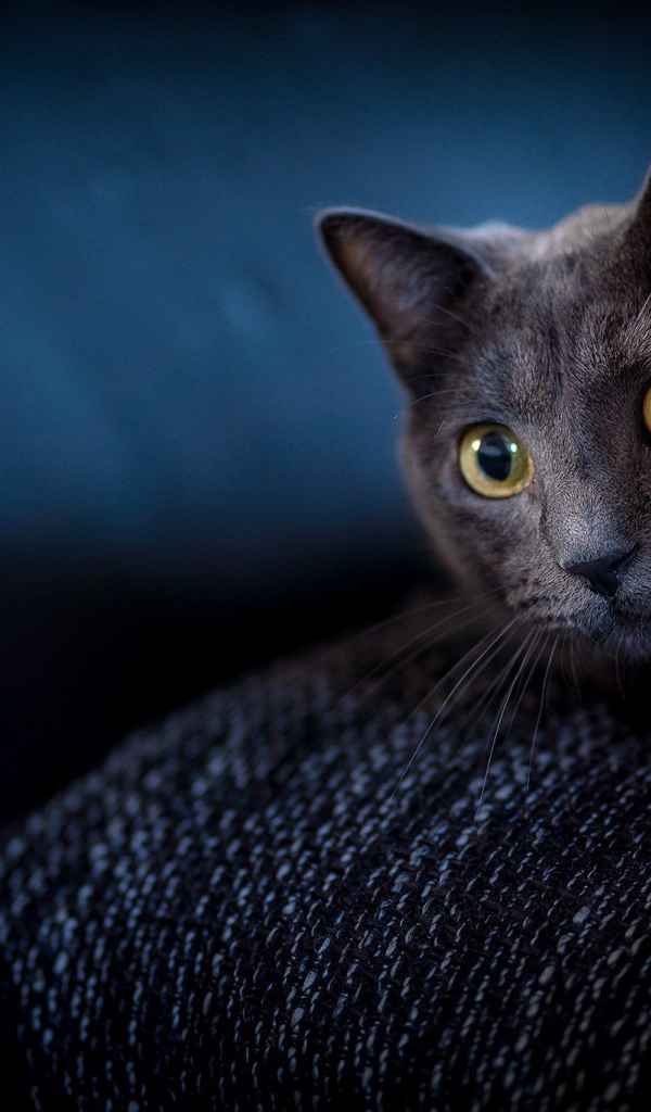 Испуганный кот с желтыми глазами прячется на диване