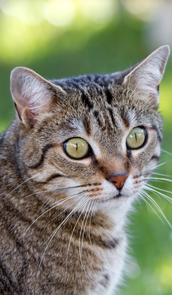 Взгляд серого зеленоглазого кота с длинными усами