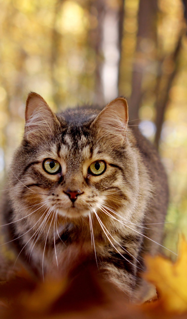 Зеленоглазый серый кот стоит на желтой листве в лесу