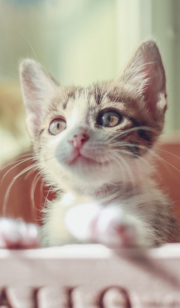 Маленький милый котенок в ящике 