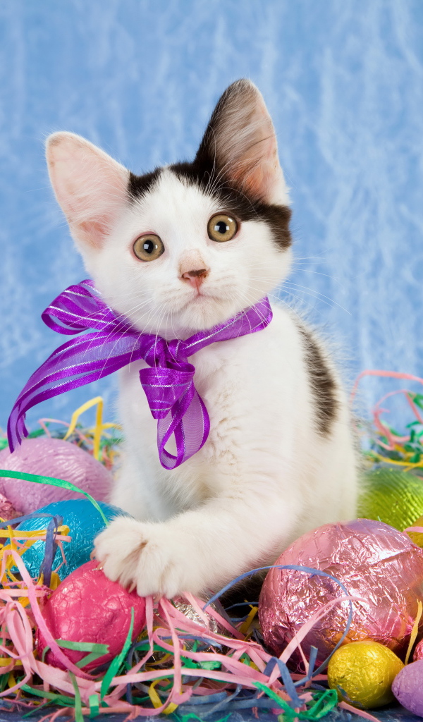 Маленький забавный котенок с бантом сидит на шоколадных пасхальных яйцах