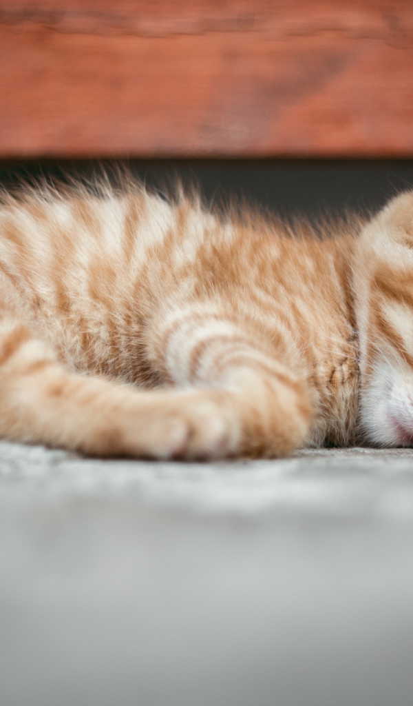 Маленький рыжий котенок спит на земле