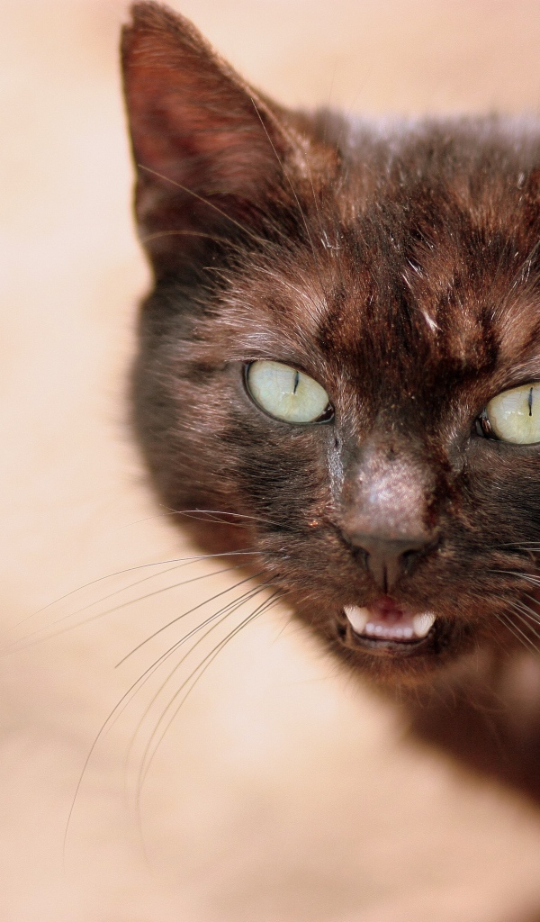 Мяукающий черный кот