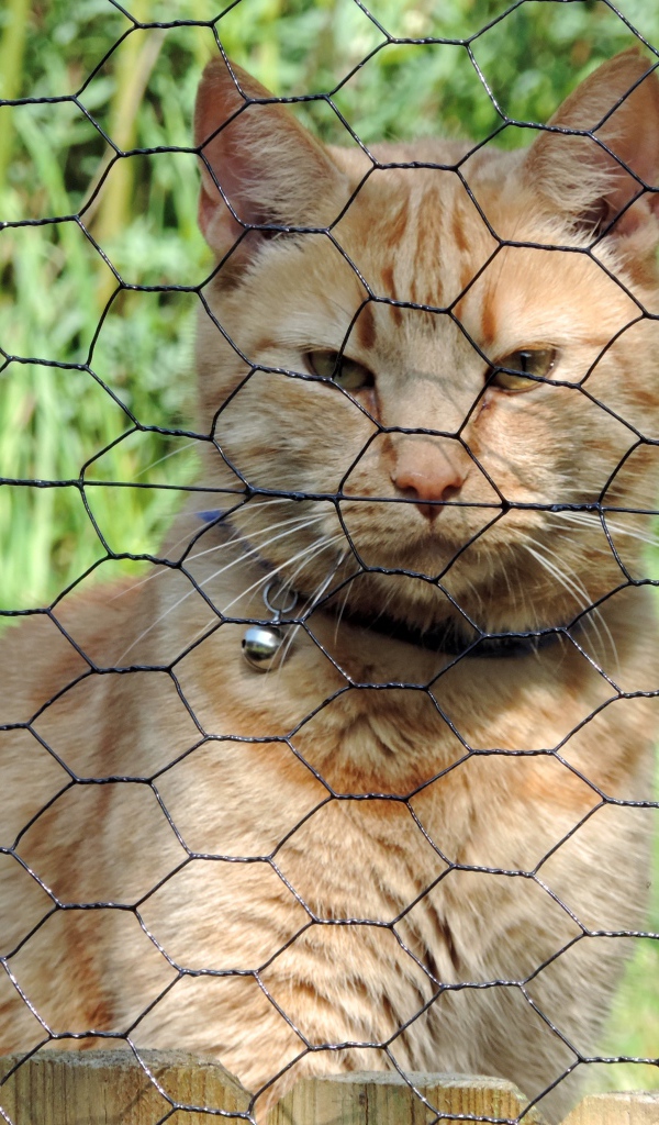 Рыжий кот сидит за железной сеткой