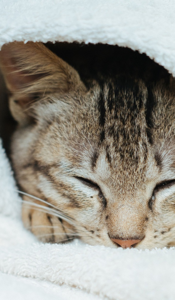 Спящий серый кот в белом покрывале 