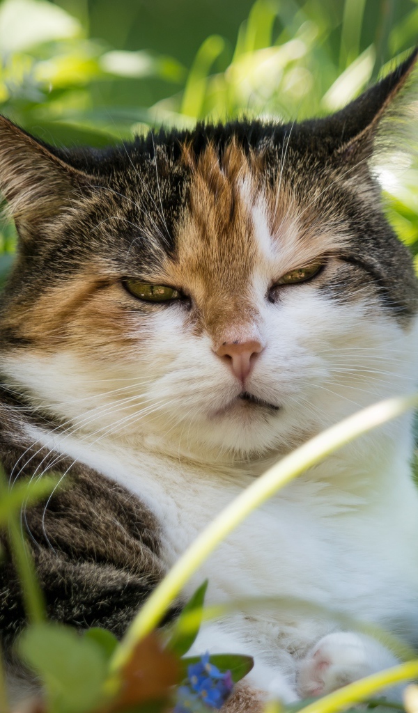 Сонный кот лежит в зеленой листве
