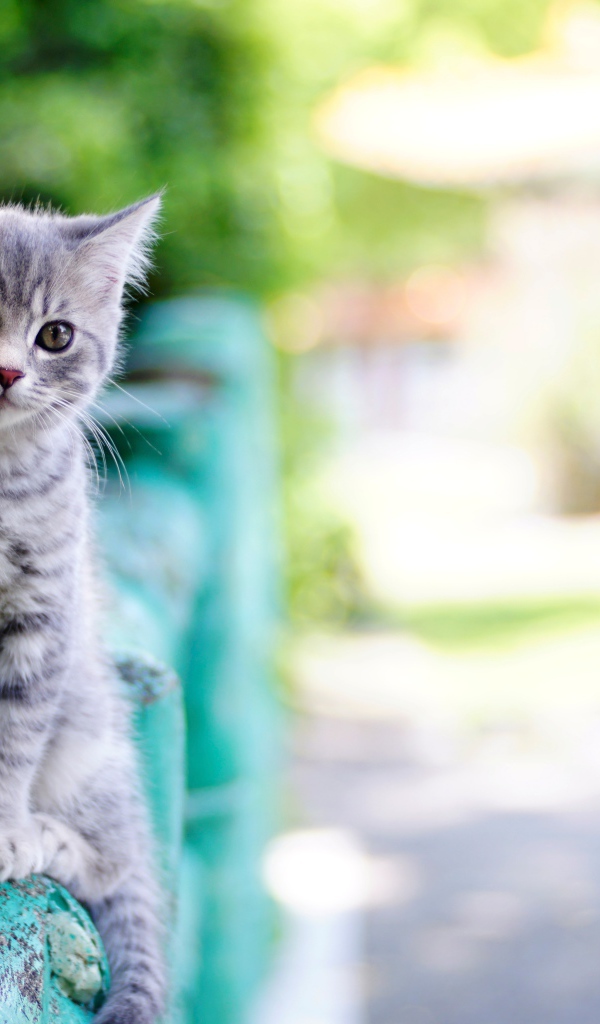 Маленький серый котенок сидит на перилах