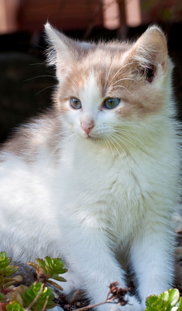 Маленький котенок сидит на мелких камнях