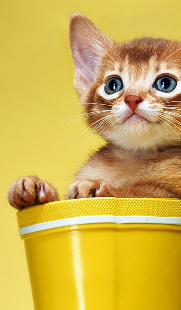 Маленький рыжий котенок сидит в цветочном горшке на желтом фоне