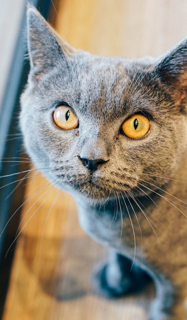 Суровый взгляд британского кота 