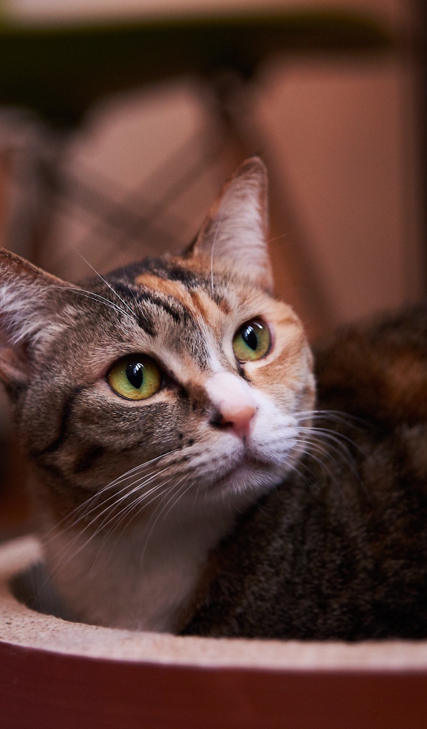 Взгляд трехцветной кошки 