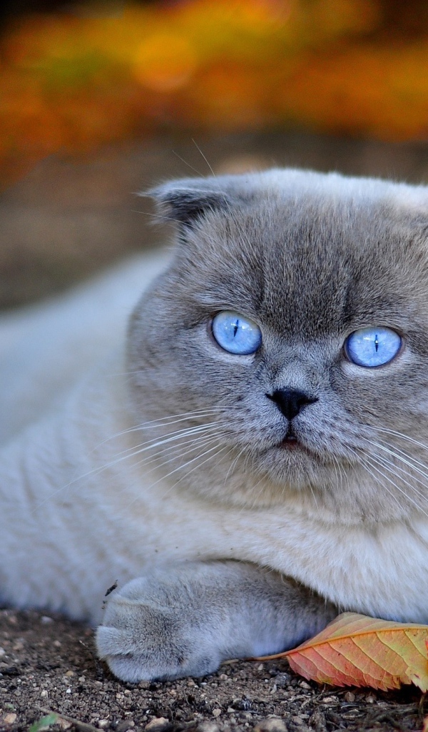 Красивый британский голубоглазый кот лежит на земле с желтыми листьями