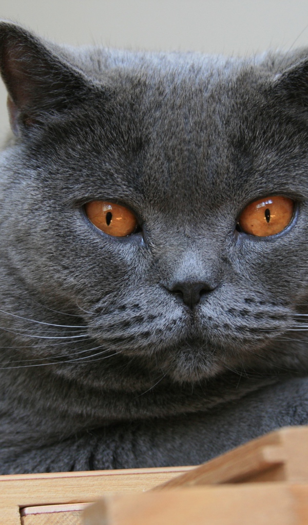 Красивый британский кот с желтыми глазами