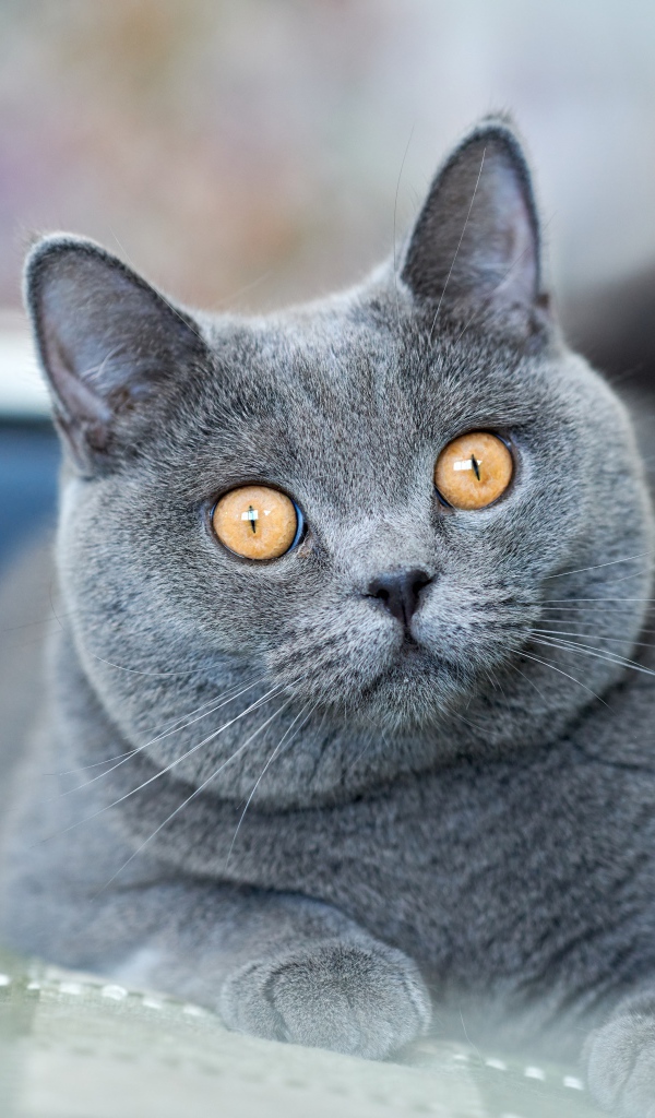 Красивый британский кот с желтыми глазами лежит на диване