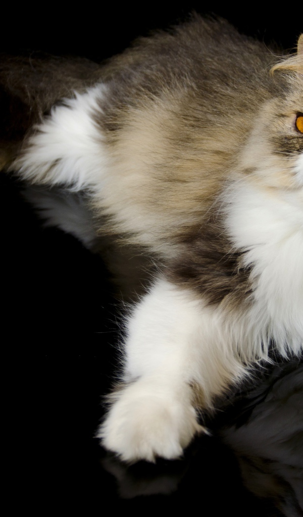 Красивый персидский кот на черном фоне