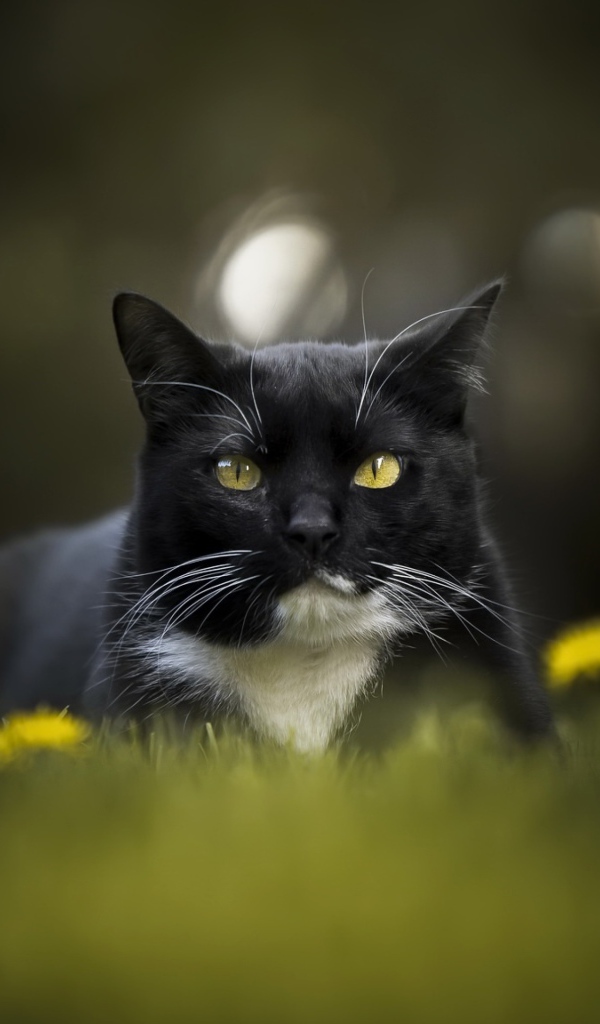 Красивый черно-белый кот сидит в траве