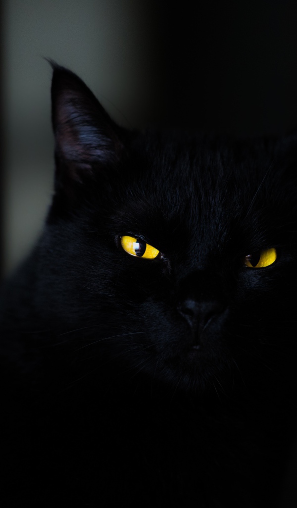 Красивый черный кот с желтыми глазами