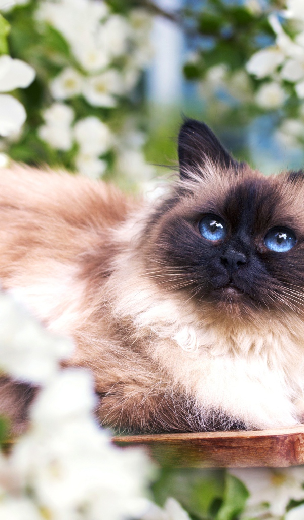 Красивый голубоглазый сиамский кот в белых цветах 