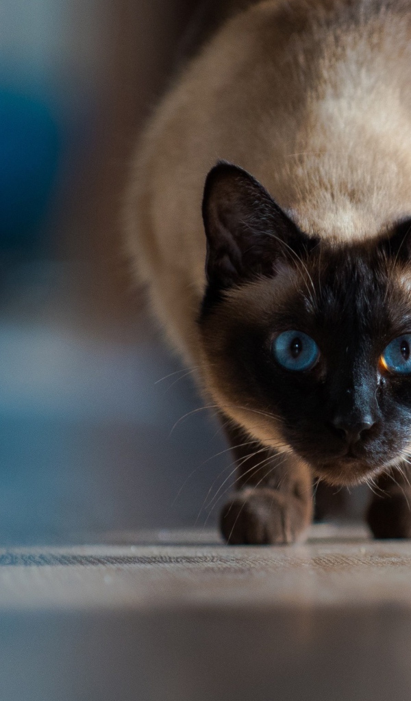 Красивый голубоглазый сиамский кот охотится 