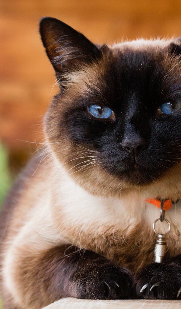 Красивый голубоглазый сиамский кот с ошейником