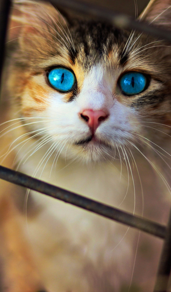 Красивый голубоглазый кот смотрит через решетку