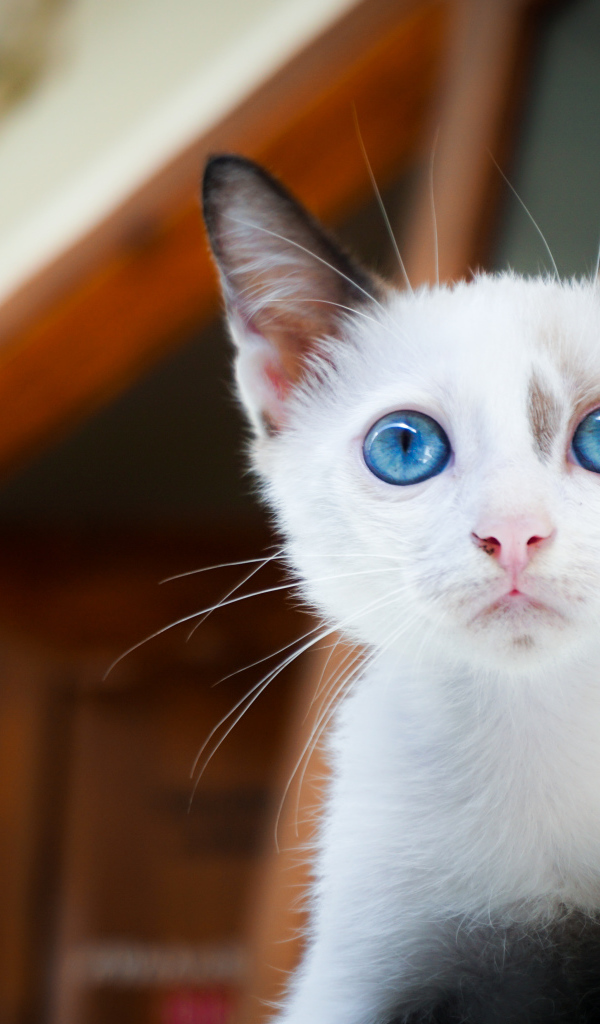 Красивый голубоглазый котенок