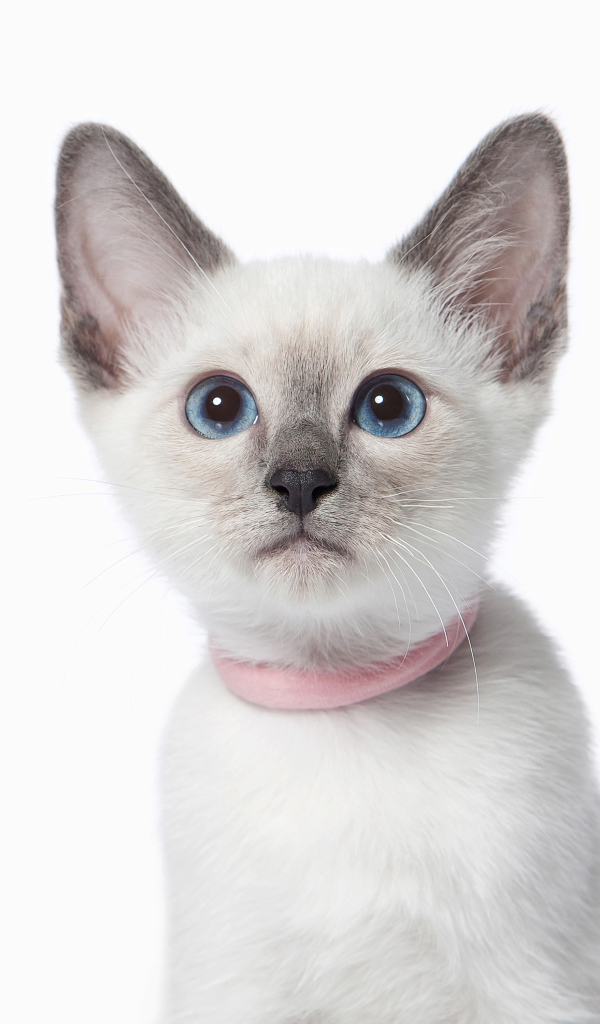 Красивый голубоглазый породистый котенок на белом фоне