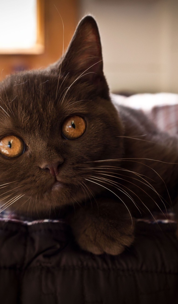 Красивый коричневый котенок