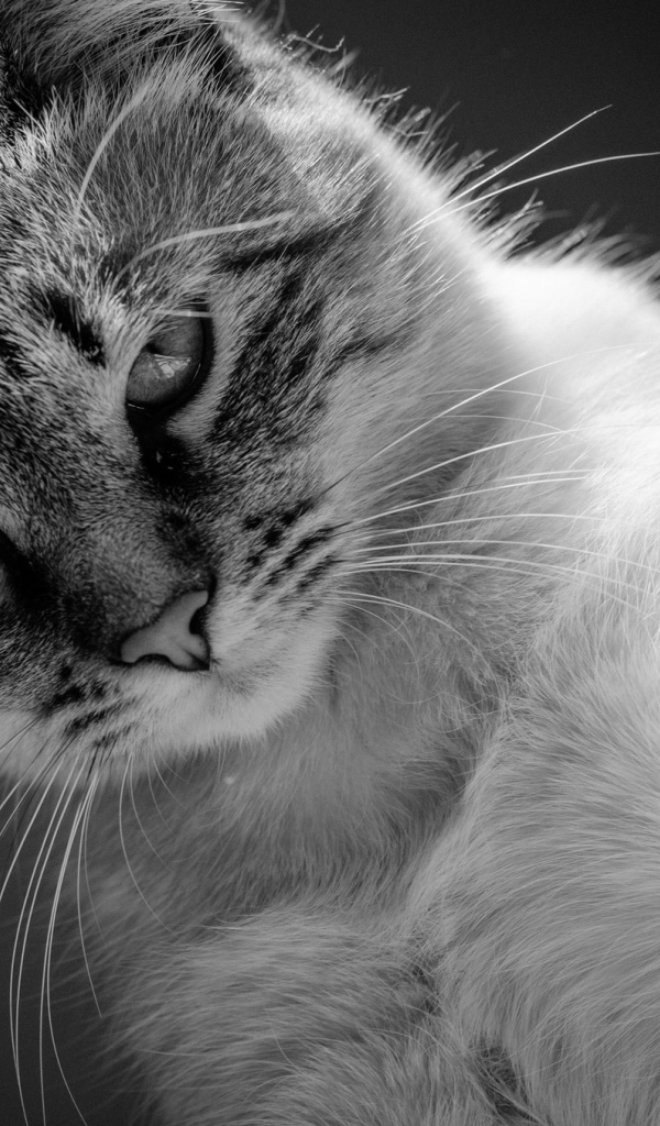 Красивый кот черно -белое фото 