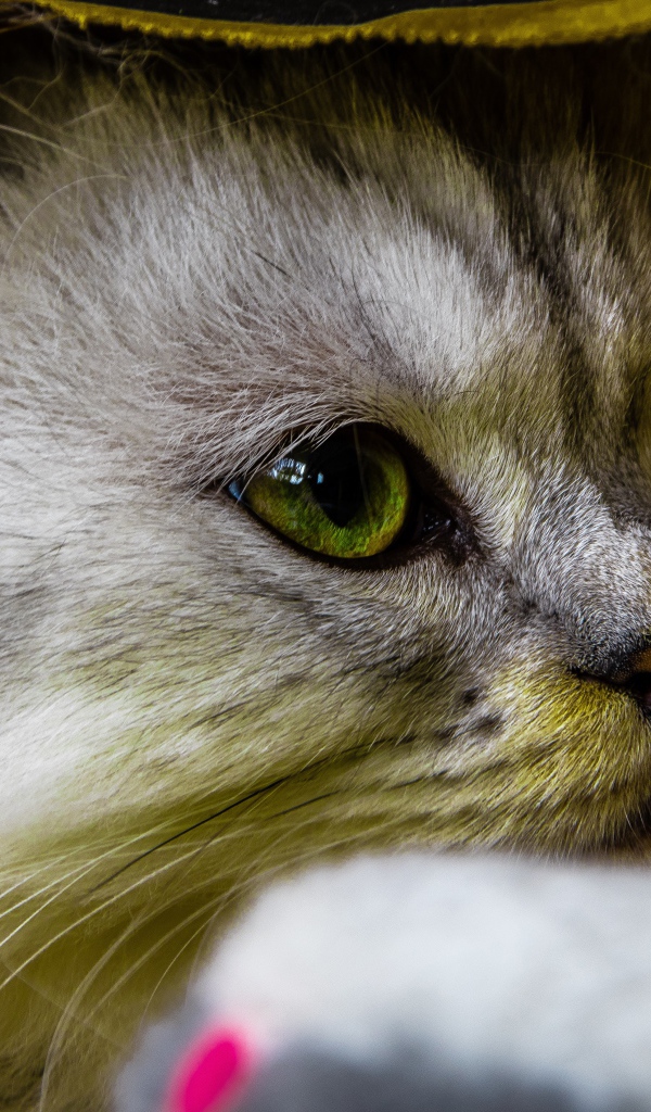 Красивый пушистый зеленоглазый кот под одеялом
