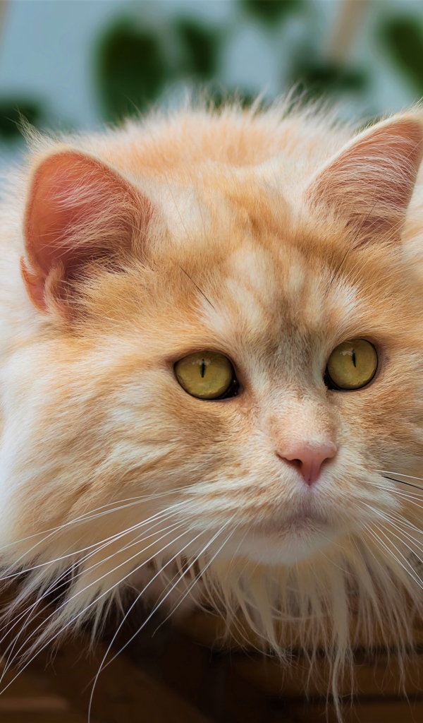 Красивый пушистый рыжий кот