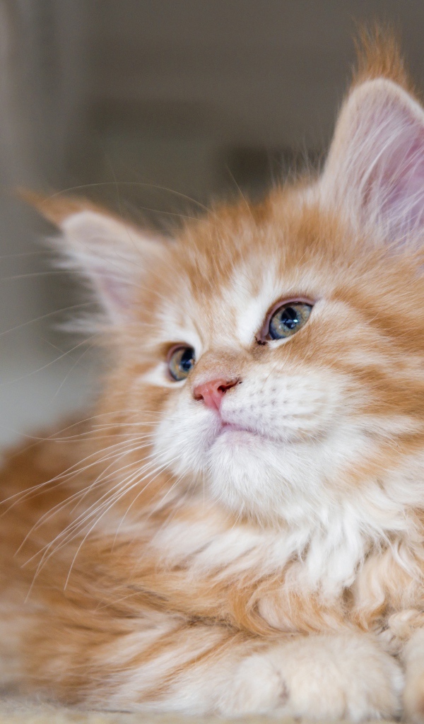 Красивый пушистый рыжий котенок