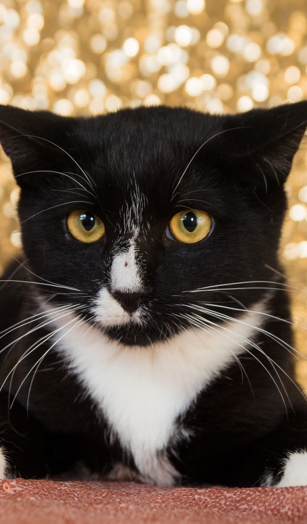 Красивый испуганный черно белый кот 