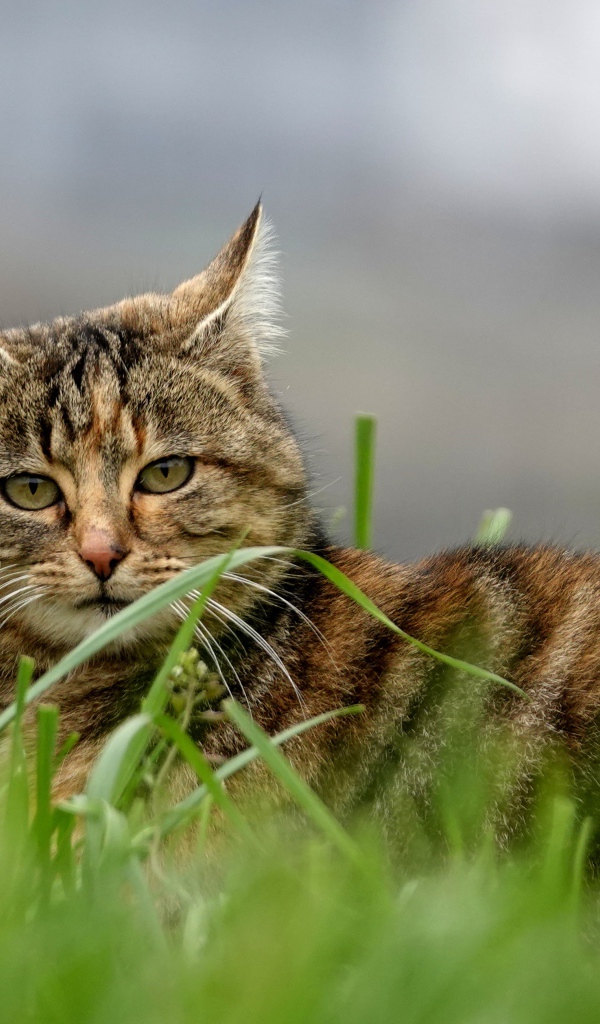 Красивый серый кот в зеленой траве