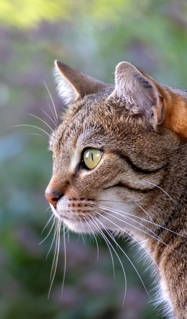 Красивый серый зеленоглазый кот