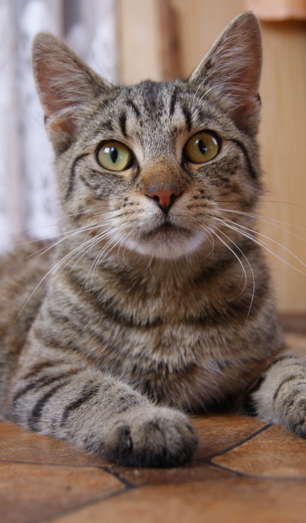 Красивый серый домашний кот