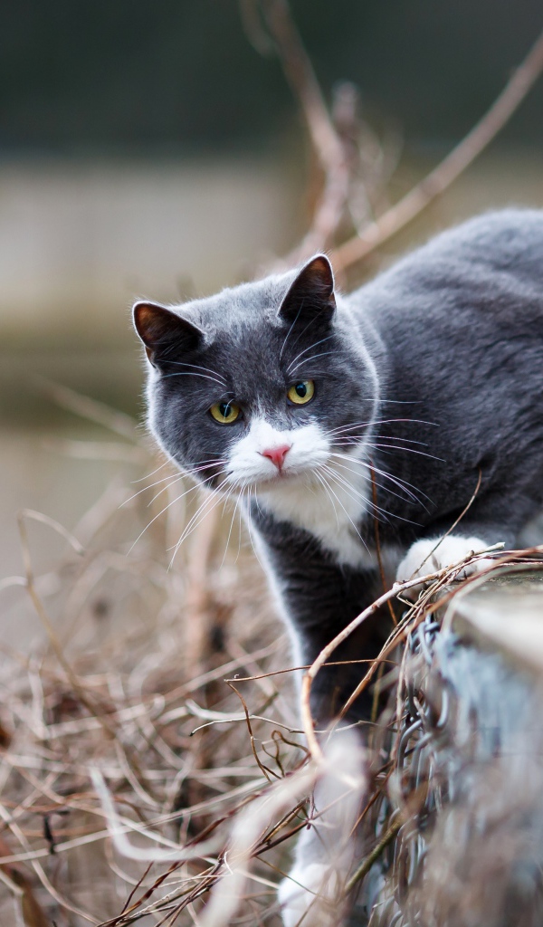 Красивый серый с белым кот сидит на заборе 